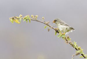 Female small tree finch (Camarhynchus parvulus)